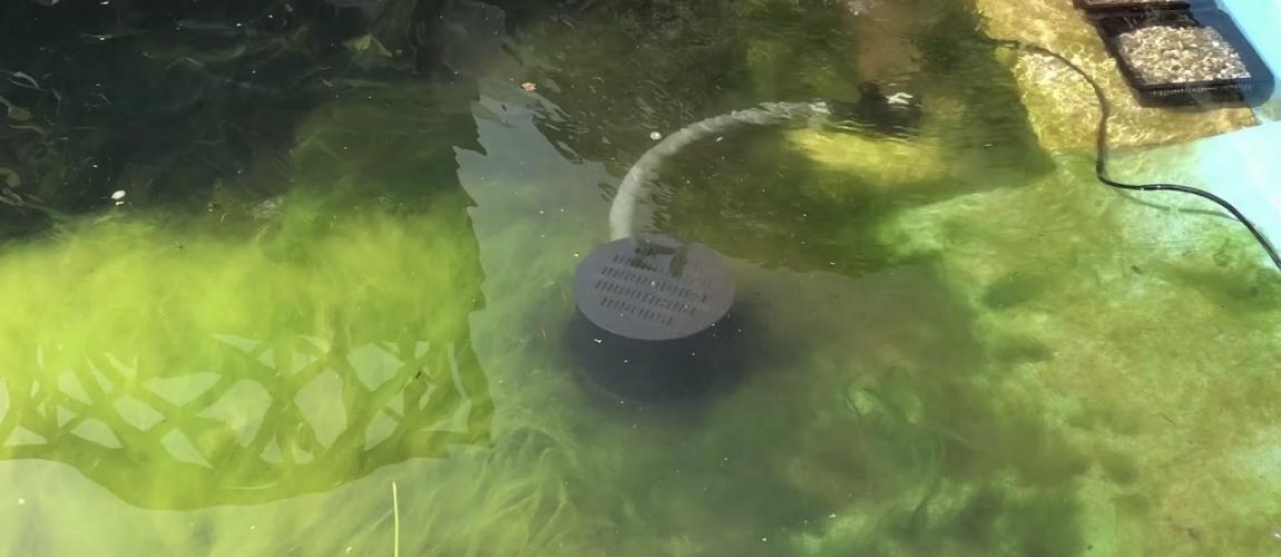 élimination des algues dans les piscines naturelles, biologiques et