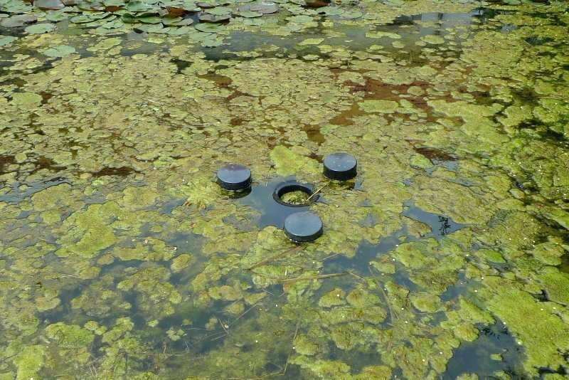 Anti algue et anti phosphate pour bassin d'agrément et bassin d'ornement