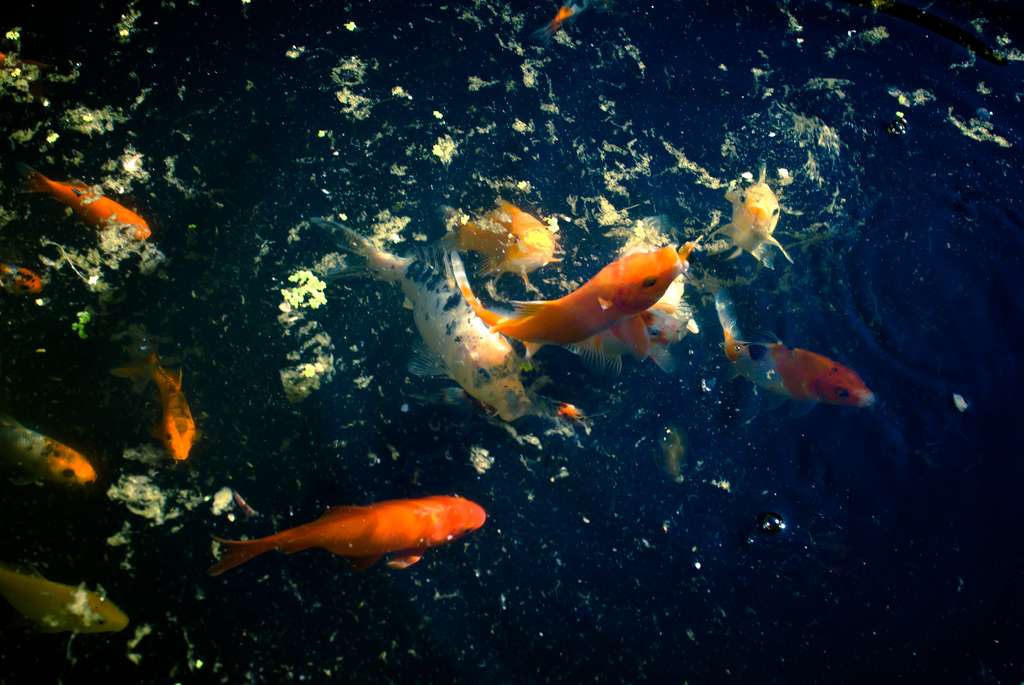 Anti algue et anti phosphate pour bassin à poisson et bassin à koï