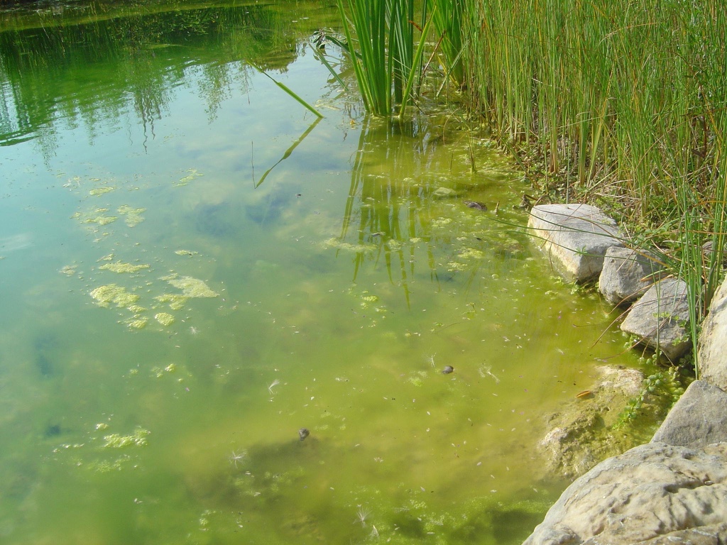 Anti algue et anti phosphate pour piscine naturelle et écologique